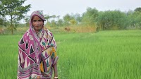 The critical role of smallholder farmers of the Eastern Gangetic Plains in the global food chain