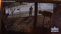 ‘Star’ the reindeer falls ill after man breaks into pen, spraying him with unknown substance