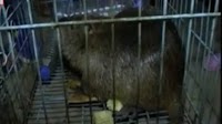 Giant rat weighing five kilos caught in China (video)