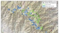 Lawsuit Targets Feds’ Failure to Protect Endangered Mount Graham Red Squirrel Habitat