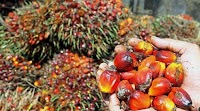 Palm Oil Futures Try To Hold The Line Above Key Average