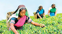 Sri Lanka Latest Breaking News and Headlines - Print Edition February 2025 tea sales show decline