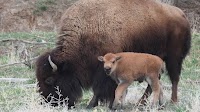 Rocky Mountain Arsenal is expecting a bunch of baby bison this spring