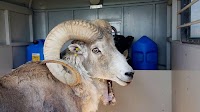 The US Has a Cloned Sheep Contraband Problem
