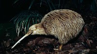 New Zealand's bold plan to save endangered animals: kill millions of invasive animals