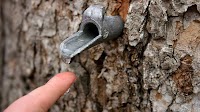 Maples aren’t the only trees to tap for syrup
