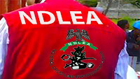 NDLEA arrests 37, recovers 345.421kg of drugs in Edo
