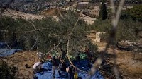 Mount of Olives Harvest Photo Gallery