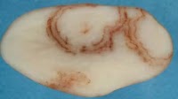 Potato virus detected in Aus for first time
