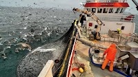 Norway mackerel export prices creep over $4/kg, herring lift