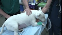 Anti-cancer gel tested on pet dogs could replace chemotherapy after tumor surgery