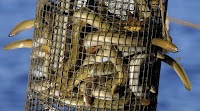 QuickCheck: Is it true that baby eels can cost over RM20,000 per kg?