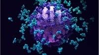 Could horse-derived antibody therapy be effective against SARS-CoV-2 variants of concern?