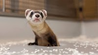 Cloned black-footed ferret birth sparks ethical debate. Why that is a big step — but not a substitute — for conservation
