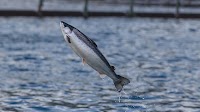 Bakkafrost’s Q3 2024 earnings dented by delayed harvest, lower salmon prices