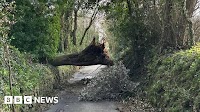 Fund to replace fallen trees after Storm Ciarán in Jersey