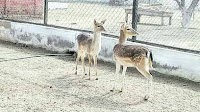 Animals, birds added to Bahawalpur zoo collection