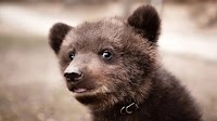 Bold Black Bear Cub Drinking Coffee From Man's Mug on Mountain Porch is the Most Magical Morning Scene