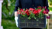 Kenyan flower exports to Europe strained by airfreight capacity shortage