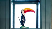 SOS after Biddys O’Barnes beloved toucan is stolen from famous bar