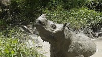 Last male Sumatran rhino in Malaysia dies after efforts to save species