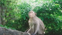 Monkeys save 6-year-old girl from rape attempt in Uttar Pradesh