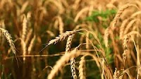 2025 Press Releases - Canada contributes CAD 250,000 for food, animal and plant health standards - Press/981