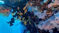 UNOC3 Accelerates Ocean Action by Mobilizing Financial Commitments