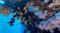 UNOC3 Accelerates Ocean Action by Mobilizing Financial Commitments