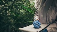 Medical Marijuana Prescriptions In Czech Republic Topped 200 Kilos For The First Time In 2023