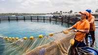 Barramundi Group raises NOK 130.8 million through private placement, launches IPO