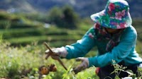 SOS Philippines: Turning food waste into meals, in haste