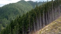 New Zealand exporters try to see forest for the trees with new EU import rules