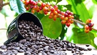 Coffee Prices Bounce Back: A Boost for Uganda’s Exports and Foreign Earnings