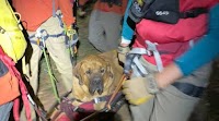 Utah SAR Team Rescues Giant, Tired Dog From Mountain