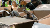 The slowest of trailblazers: Better DNA testing means trafficked turtles can go home