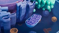 How a third parent's DNA can prevent an inherited disease