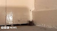 Margate mum 'driven mad' by mice and fleas in council home