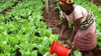 ARC urges innovative financing solutions for African farmers amid challenges