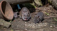 Too many rats? Birth control is one city's answer