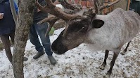 Famous reindeer euthanized after someone sprayed an ‘unknown substance’ in its pen