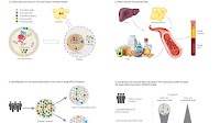 Lipidomics provides new biomarkers for cardiovascular disease and Type 2 diabetes