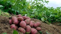Poland’s 2024 potato harvest hits 6.35 million tons despite quality challenges