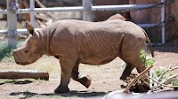 6 major events that happened at the Honolulu Zoo in 2024