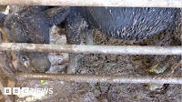 Banned Wiltshire farmers kept 11 cows in one crammed pen