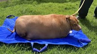 Woman Sent To Jail For Overfeeding 53 Kg Dog To Death In New Zealand