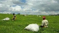 Kenya’s tea earnings surge to US$1.09 billion in 2020