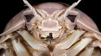 Giant sea bug species discovered in Vietnam, named after Darth Vader