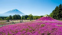 Fuji Shibazakura Festival 2025: All You Need To Know Before You Go