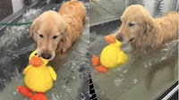 Video of Dog Holding on to Duckie During Water Therapy Goes Viral
